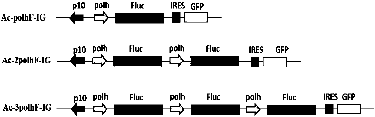 Method for constructing and expressing multicopy gene co-expressing baculovirus exogenous protein