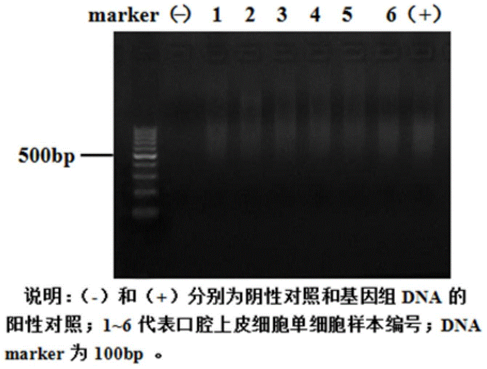 Method for manufacturing single cell sequencing reference material by utilizing oral epithelial cells