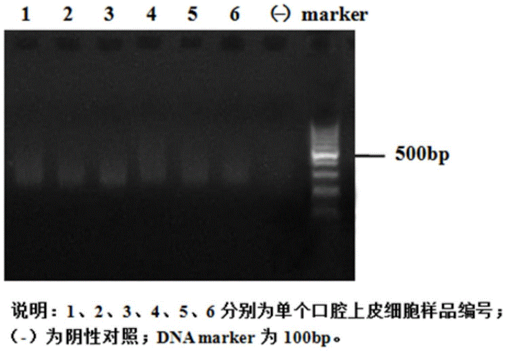 Method for manufacturing single cell sequencing reference material by utilizing oral epithelial cells