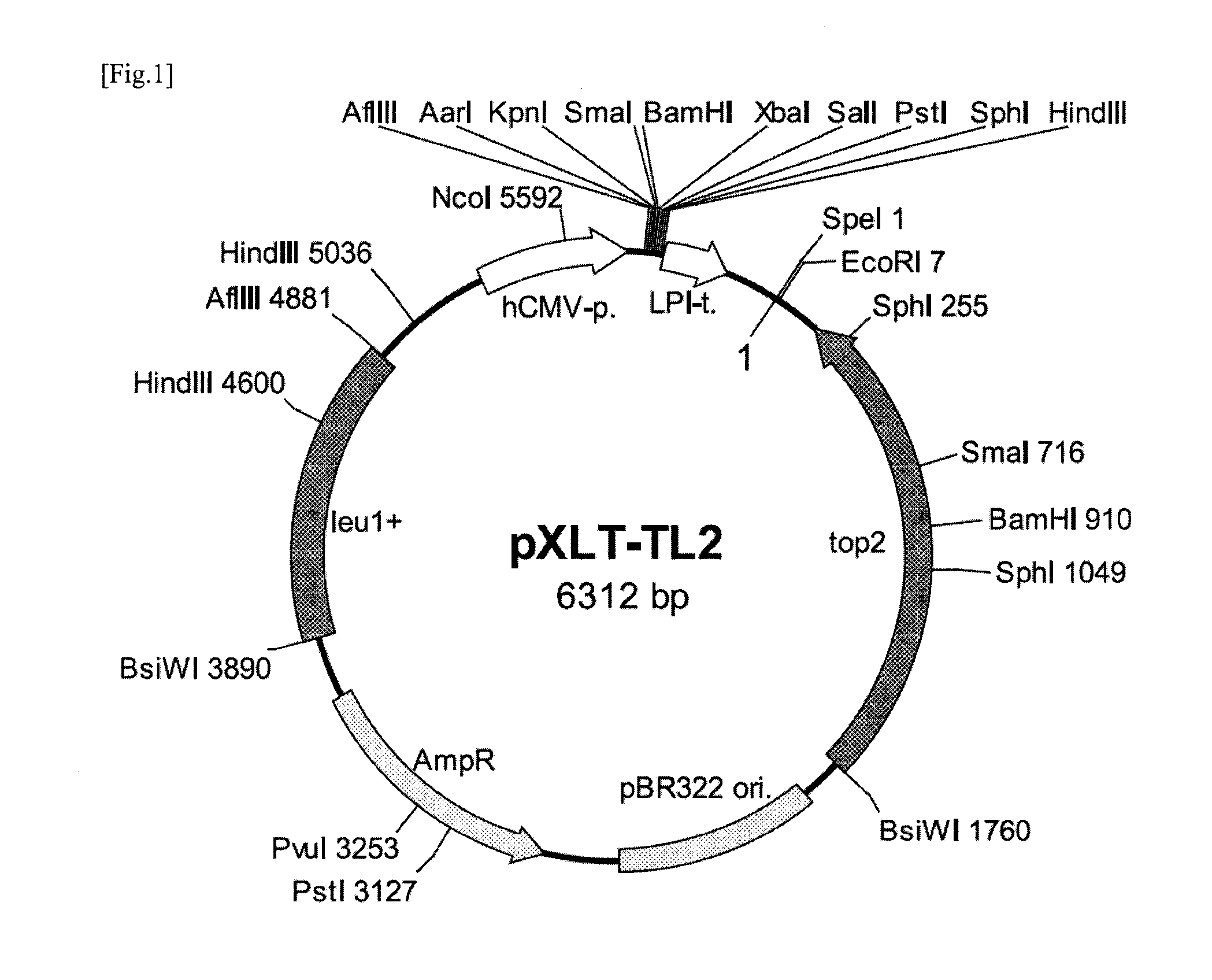 Transformant and method for producing same, and method for producing lactic acid