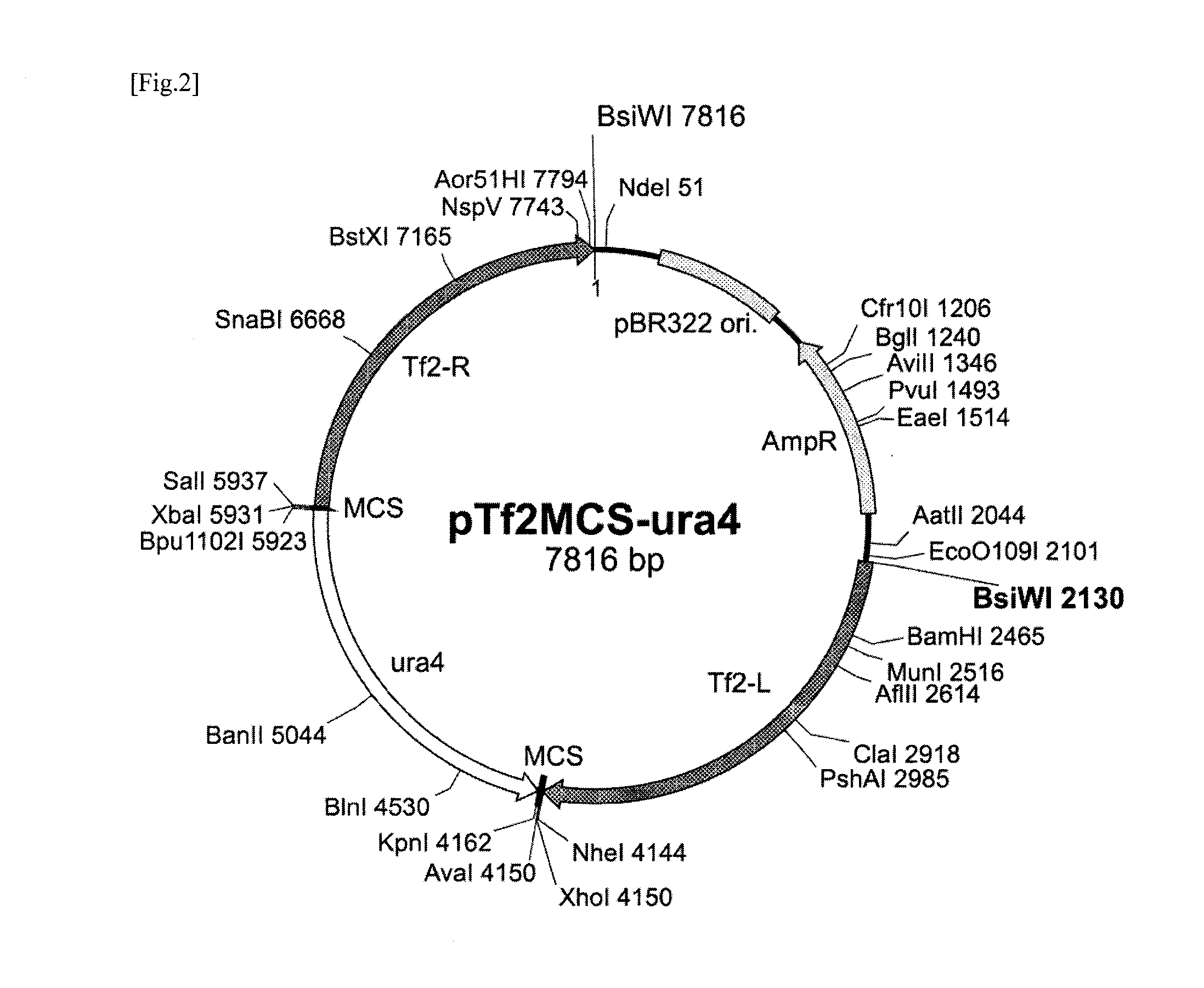 Transformant and method for producing same, and method for producing lactic acid