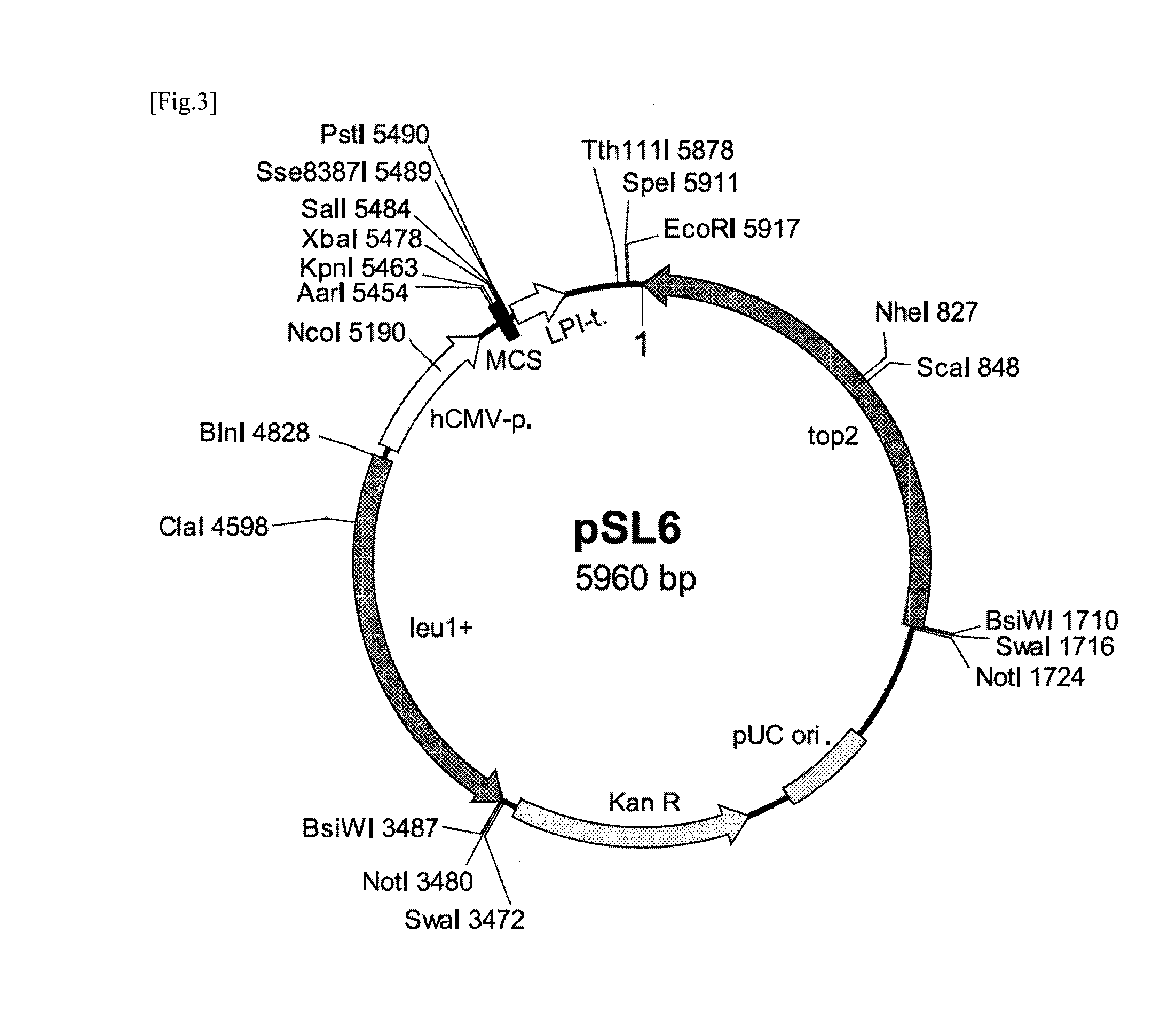 Transformant and method for producing same, and method for producing lactic acid