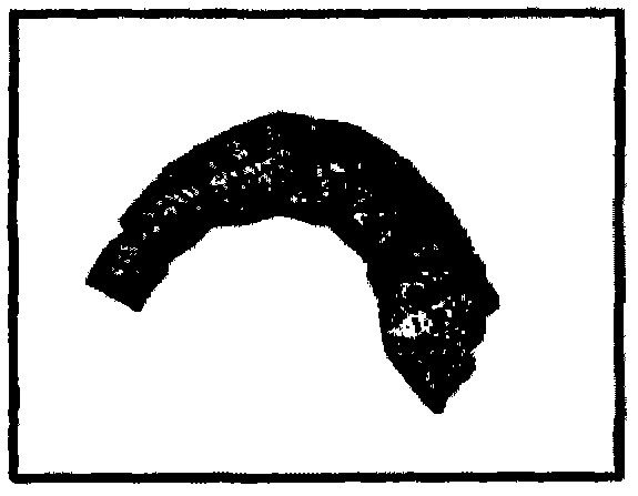 Shrimp Processing System And Methods