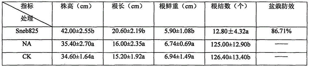 Bacterial strain and culture method and application thereof