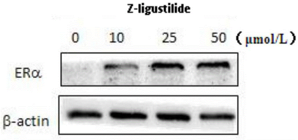 Application of ligustilide to prevention and treatment of breast cancer