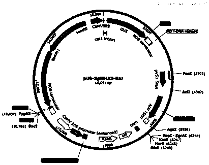 Creation and application of heavy metal super-enriched genetically-engineered rape genetically modified with Sedum plumbizincicola SpHMA3 gene