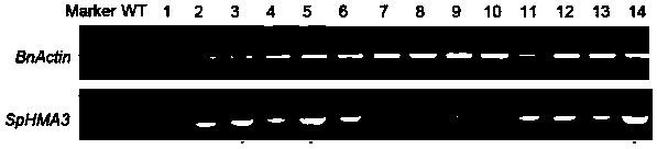 Creation and application of heavy metal super-enriched genetically-engineered rape genetically modified with Sedum plumbizincicola SpHMA3 gene