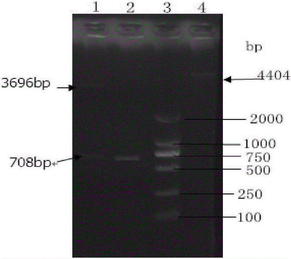 PEDV S gene major antigen epitope serial connection recombination gene, and preparation method and application thereof