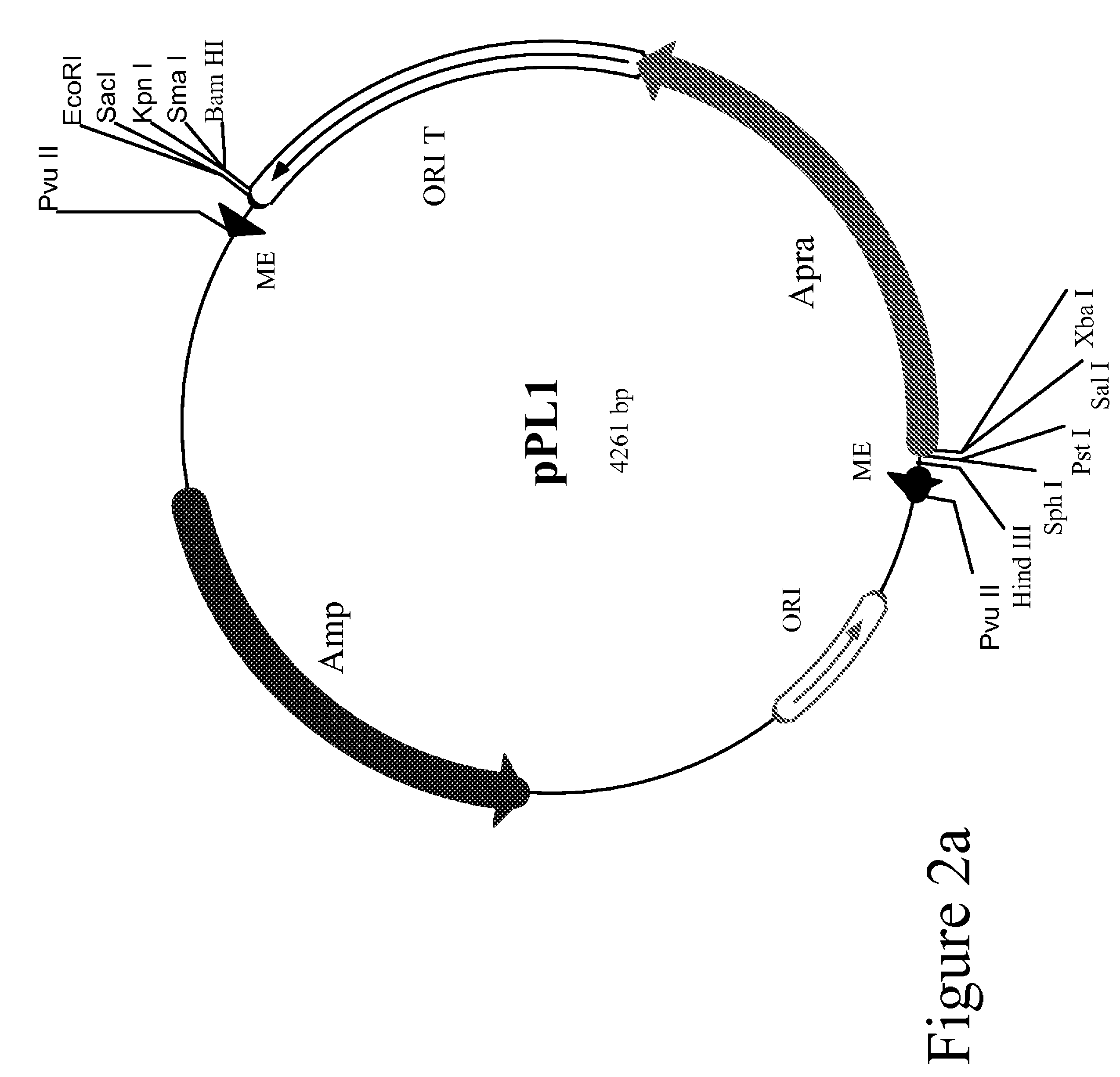 Method for the expression of unknown environmental DNA into adapted host cells