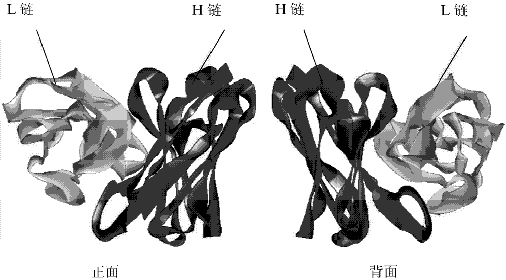 Humanized anti-CD19 antigen binding fragment