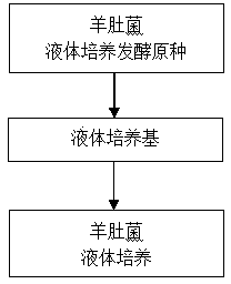 Fermentation stock seed for liquid culture of morchella esculenta, preparation method of fermentation stock seed and method for realizing liquid culture by using stock seed