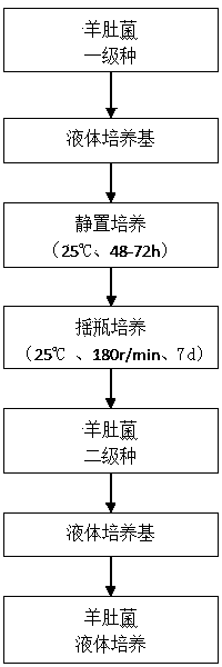 Fermentation stock seed for liquid culture of morchella esculenta, preparation method of fermentation stock seed and method for realizing liquid culture by using stock seed