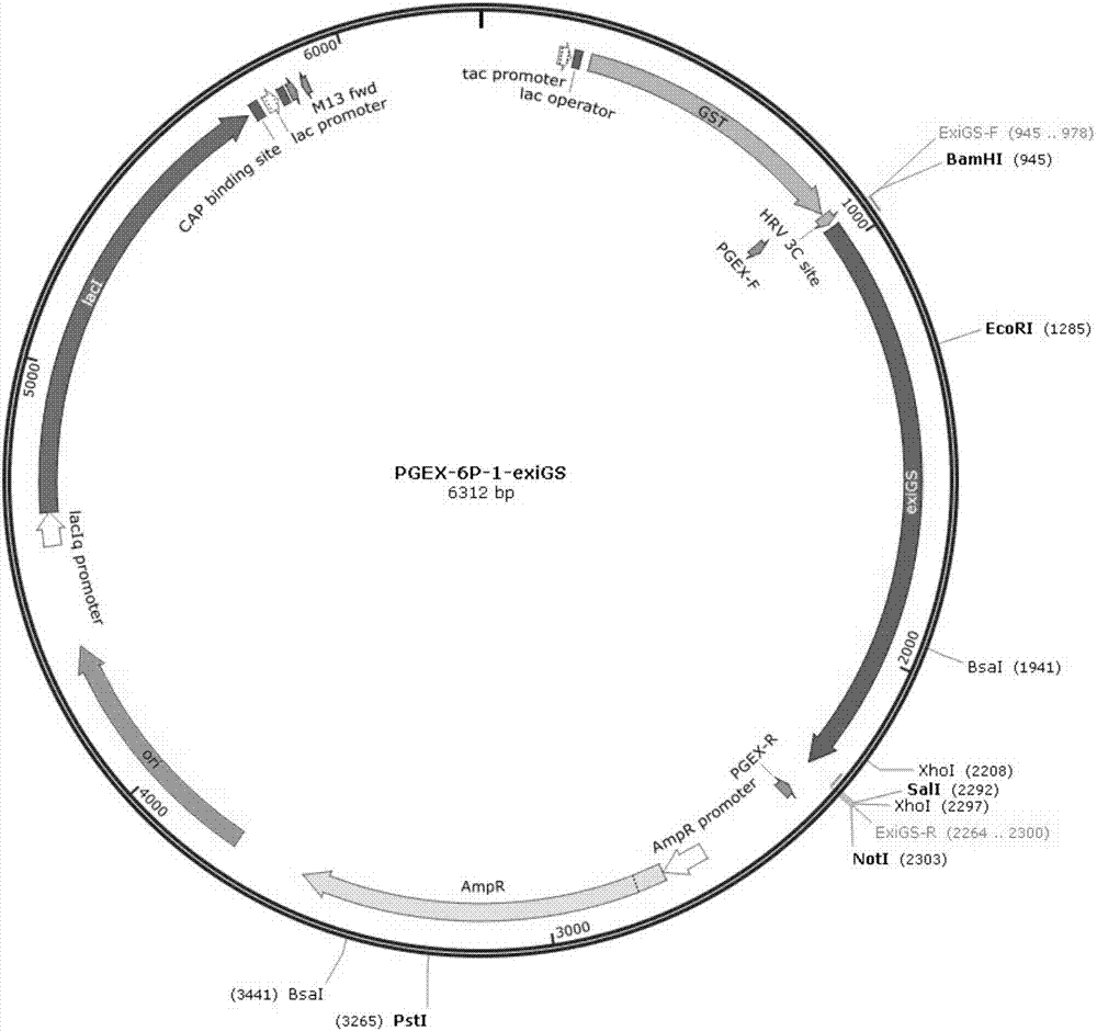 Glutamine synthetase gene with glufosinate tolerance and application thereof