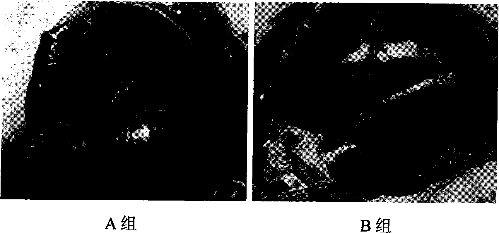 Construction method of rat hepatocirrhosis and osteoporosis animal model