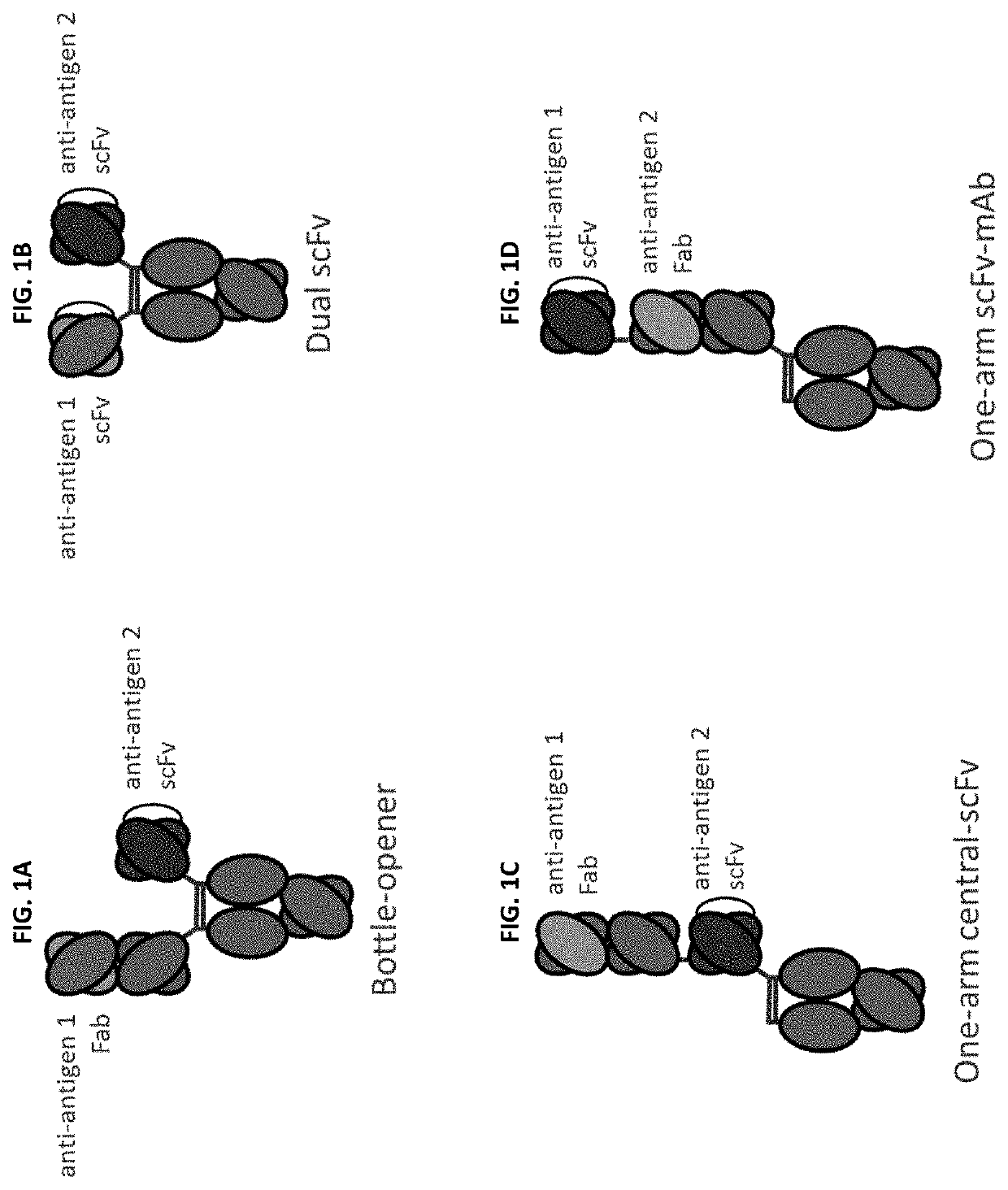 Bispecific and monospecific antibodies using novel anti-PD-1 sequences