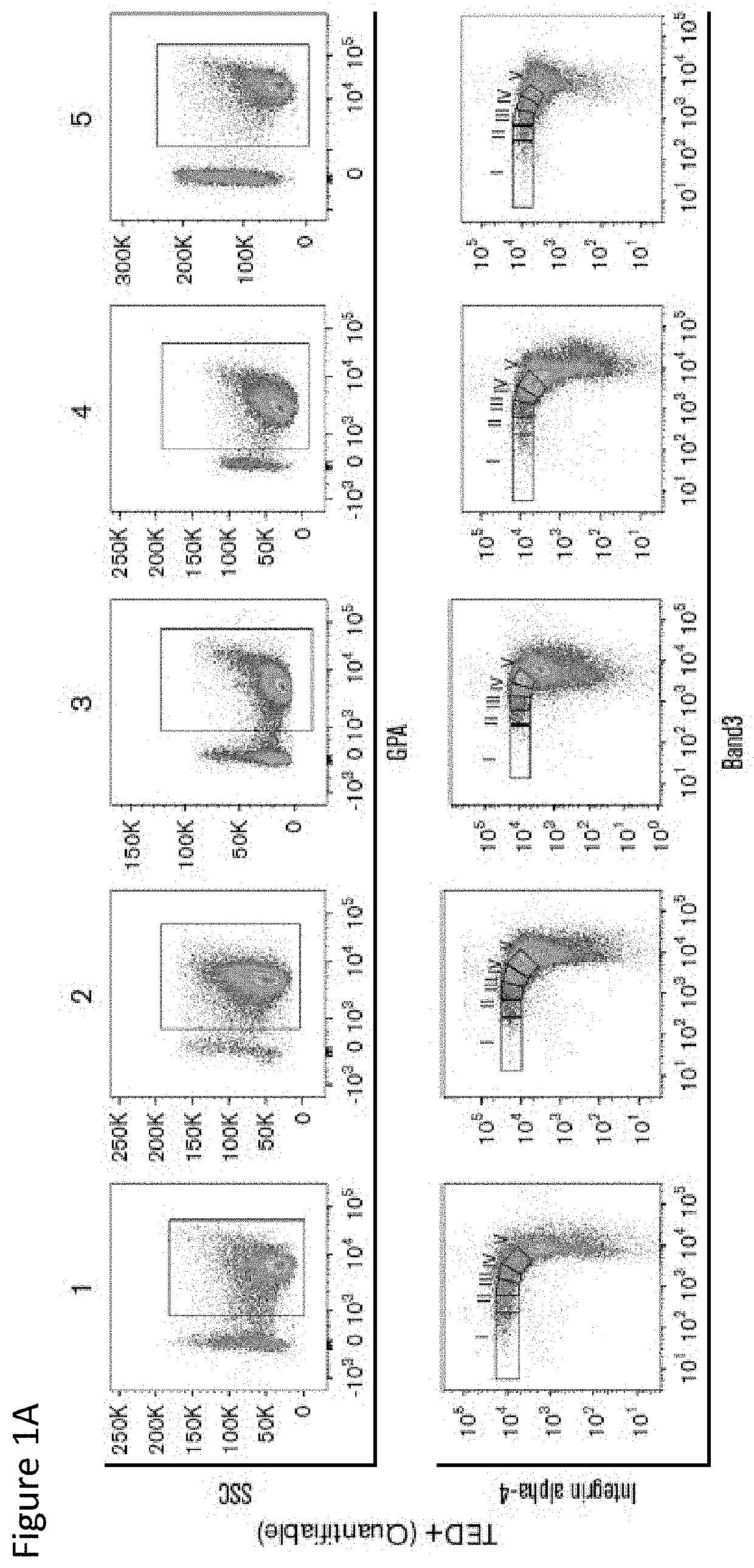 Terminal erythroid differentiation as a biomarker for prognosis and treatment, and therapeutic target in myeloid malignancies