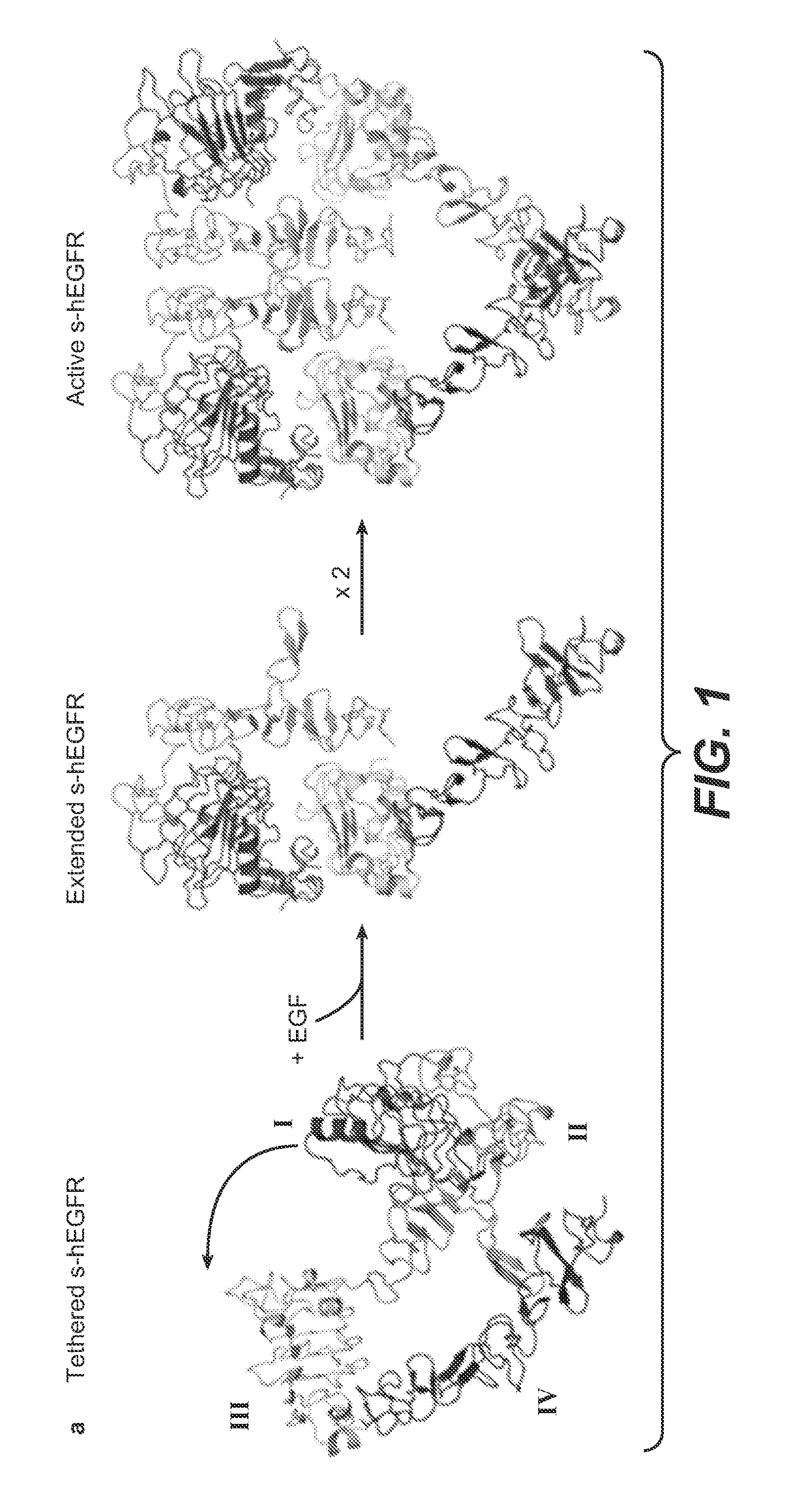 Her1 antigen binding proteins binding to the beta-hairpin of her1