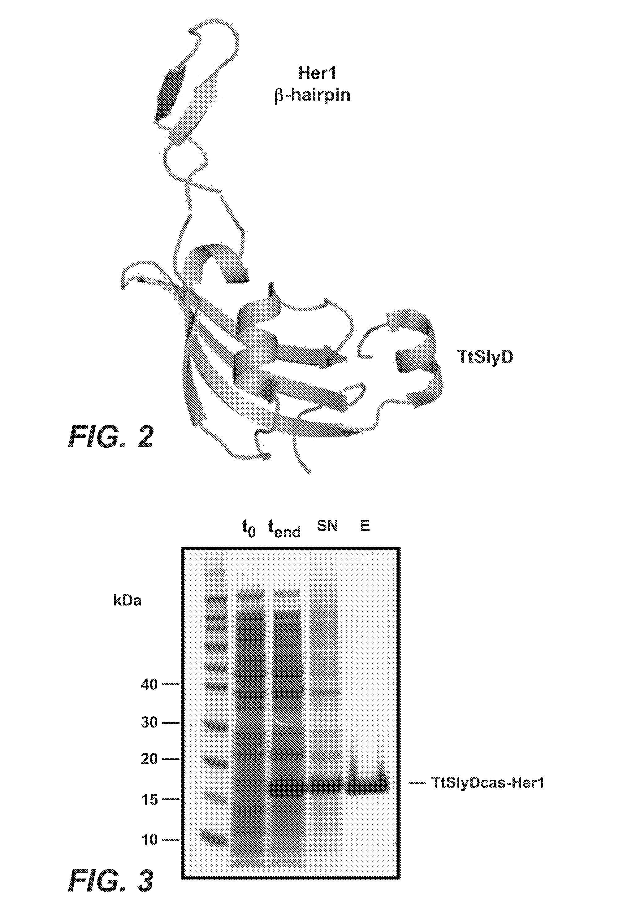 Her1 antigen binding proteins binding to the beta-hairpin of her1