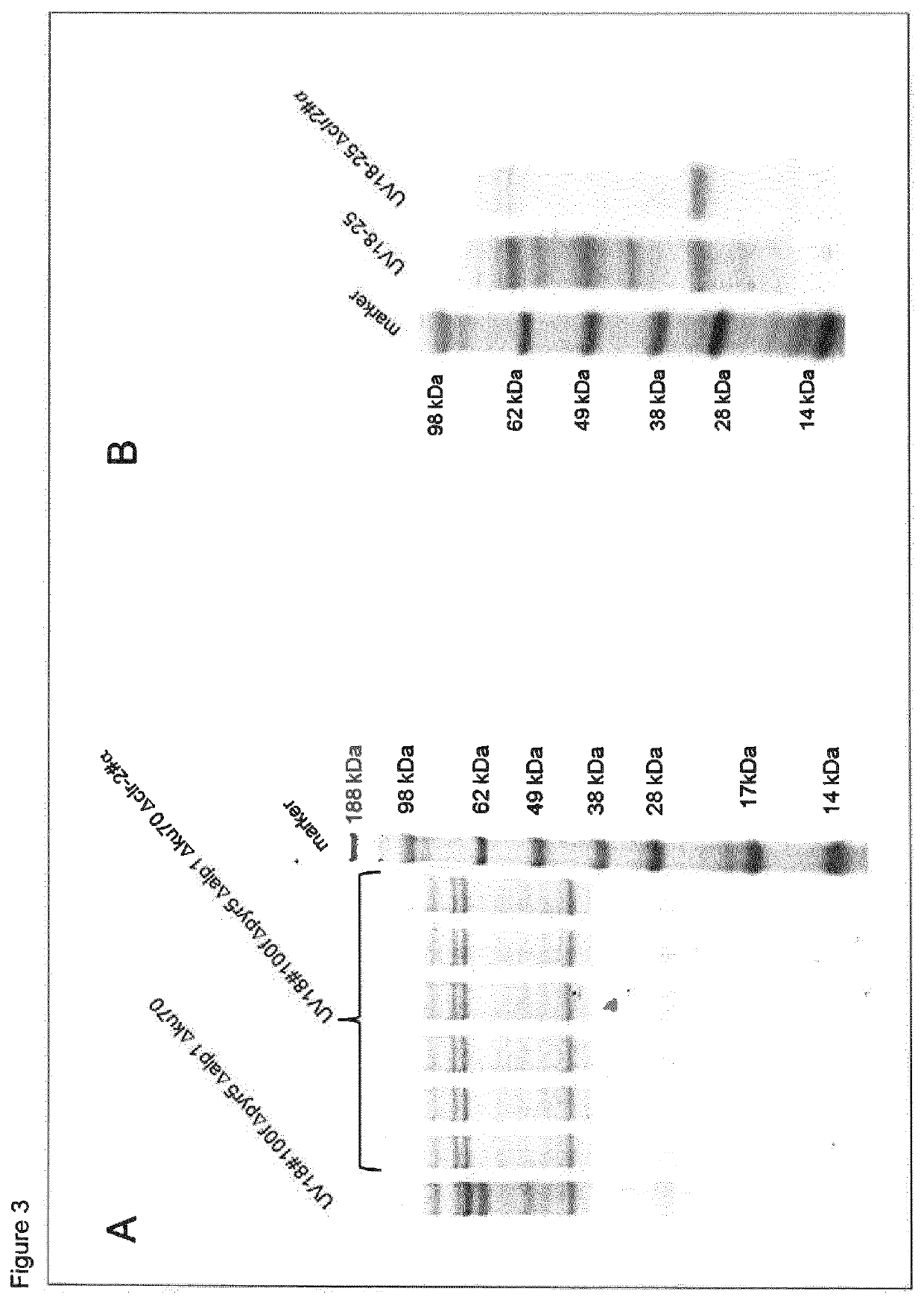 Method of producing proteins in filamentous fungi with decreased clr2 activity