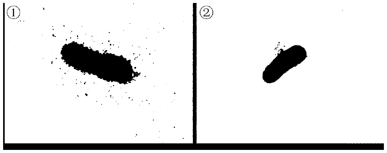 Sulfonamide antibiotic synergistically degraded bacteria and application thereof