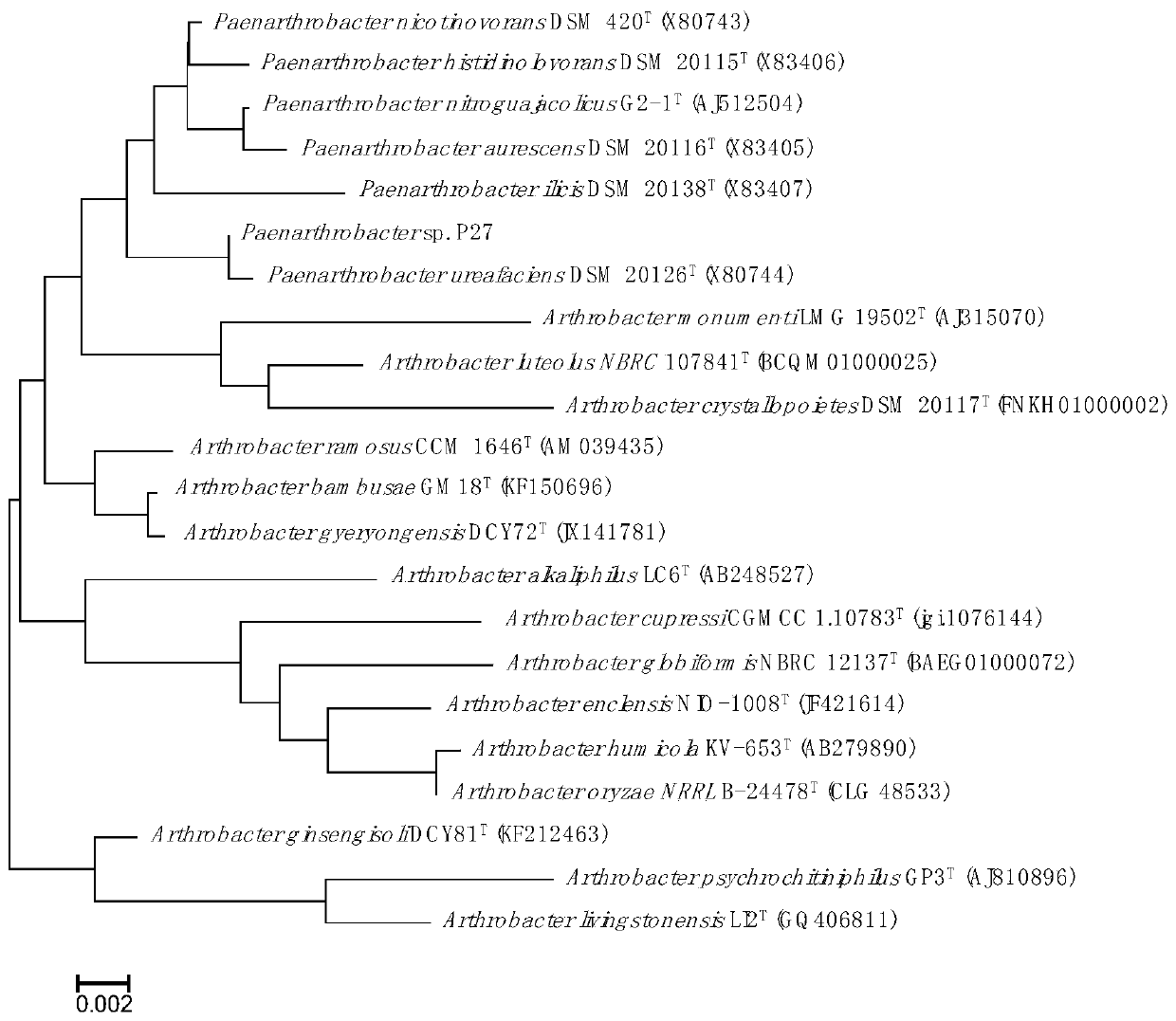 Sulfonamide antibiotic synergistically degraded bacteria and application thereof