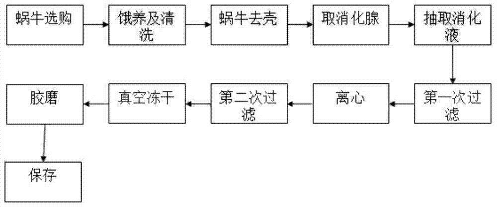 Snail enzyme preparation method