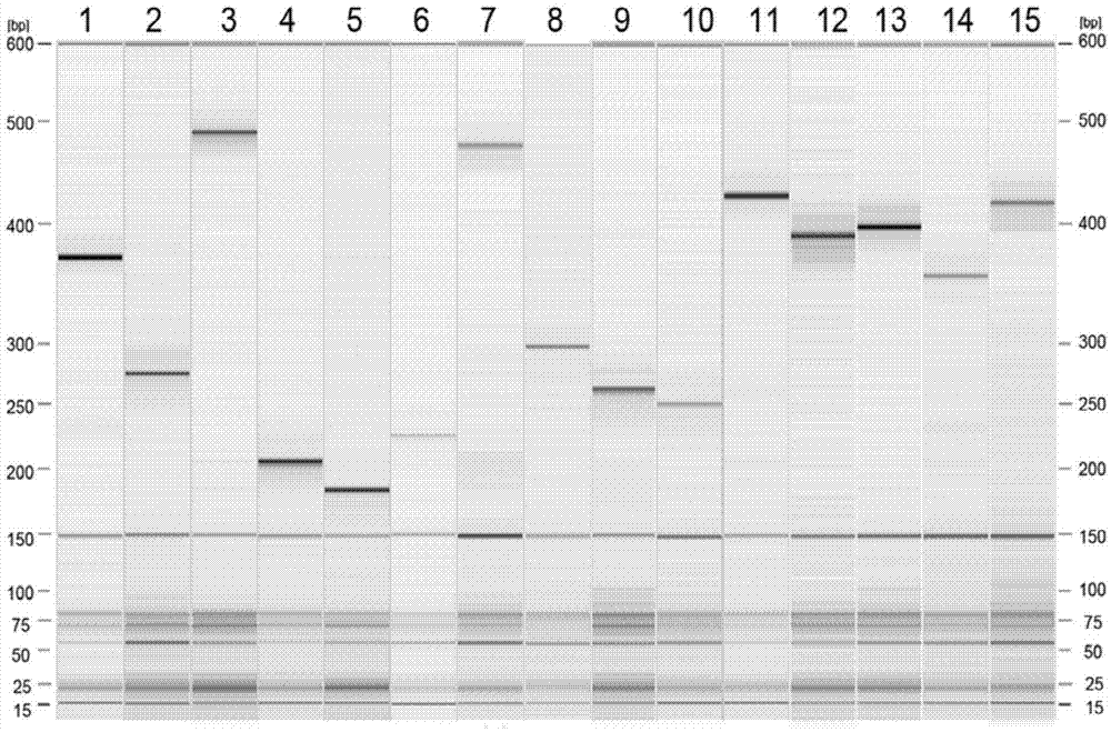 Kit capable of simultaneously detecting 12 diarrhea pathogenic bacteria and application thereof