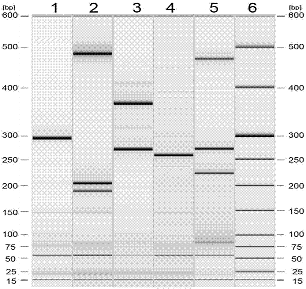 Kit capable of simultaneously detecting 12 diarrhea pathogenic bacteria and application thereof