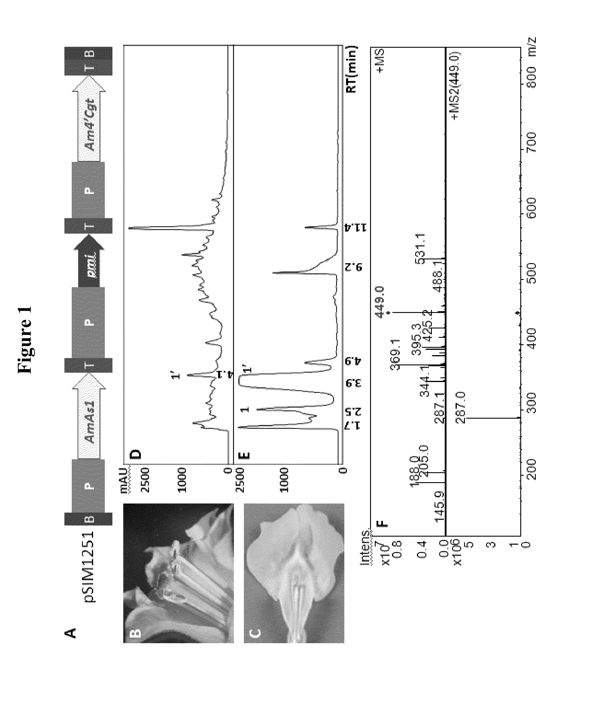 Aureusidin-producing transgenic plants