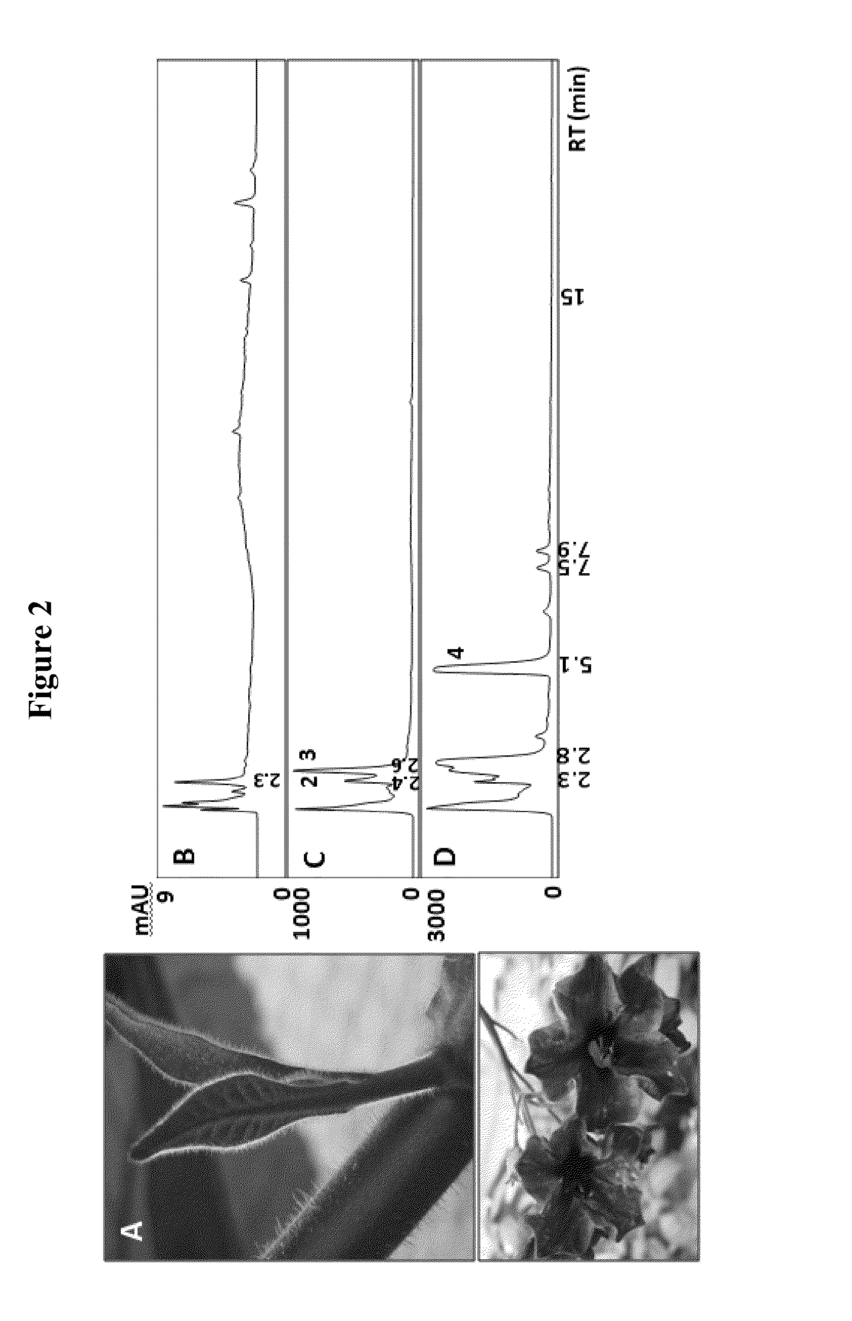 Aureusidin-producing transgenic plants