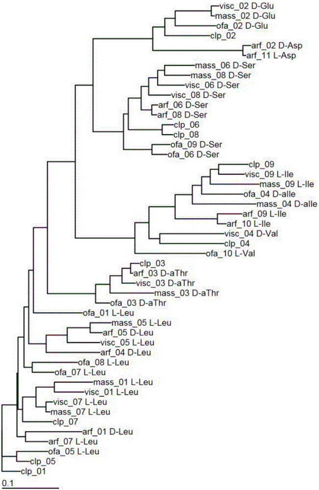 Synthetic method of lipopeptide based on pseudomonas chlororaphis