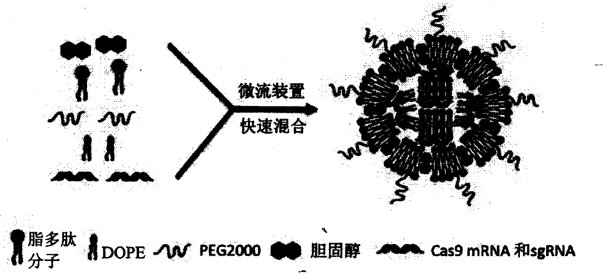 Delivery system and biological preparation of PCSK9 (Proprotein Convertase subtilisin/kexin type 9) inhibitor hypolipidemic drug