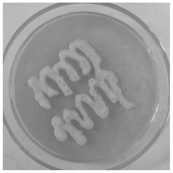 A Burkholderia bacterium resistant to heavy metal copper and its application