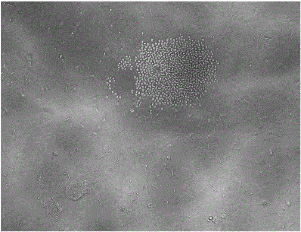 Monoclonal antibody capable of resisting group A meningococcal capsular polysaccharide conjugate, hybridoma cell strain and applications