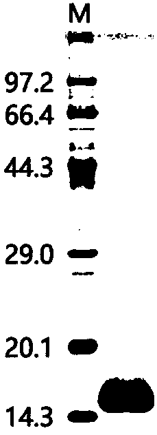 Bovine type-A clostridium perfringens subunit vaccine and preparation method and application thereof