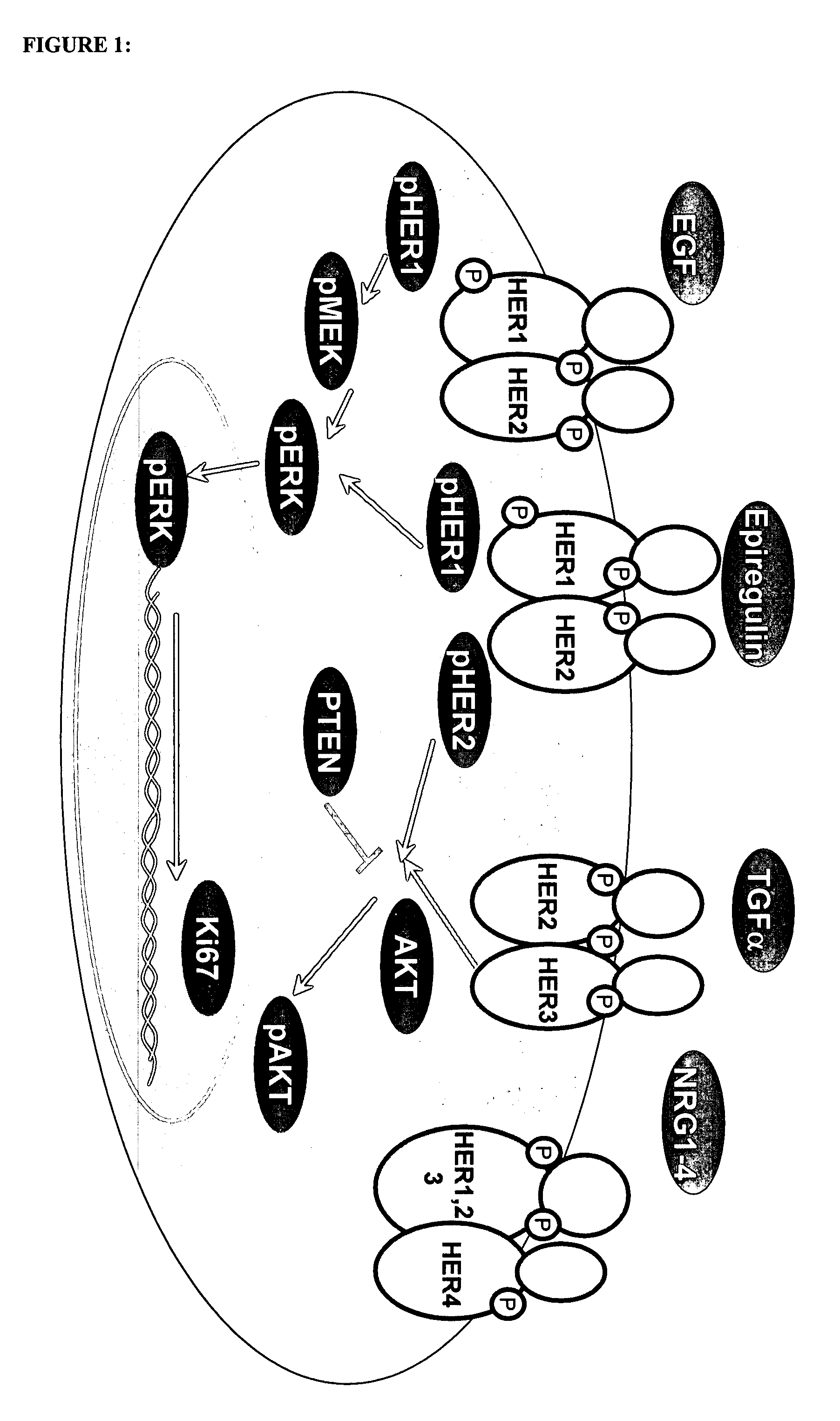 Reagents and methods for cancer prognosis and pathological staging