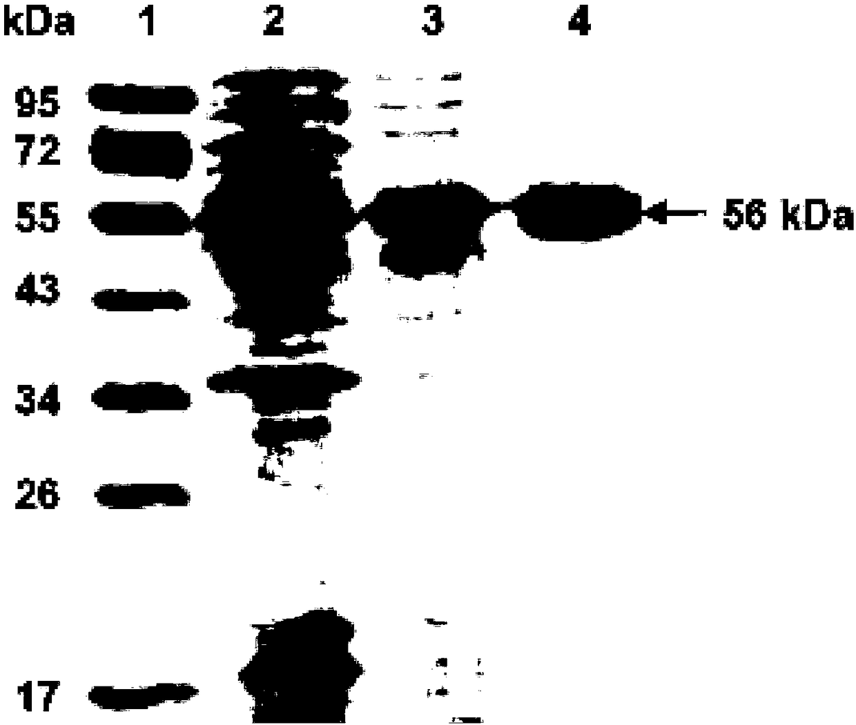 Kluyveromyces lactis mutant strain as well as glycosidase and application thereof