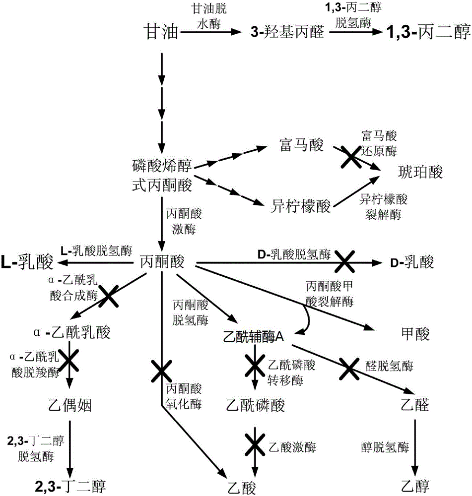 Bacterium and constructing method and application thereof