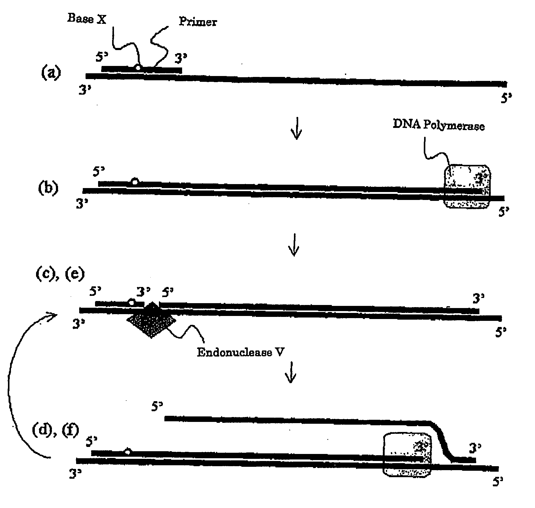 Method for amplification of nucleotide sequence