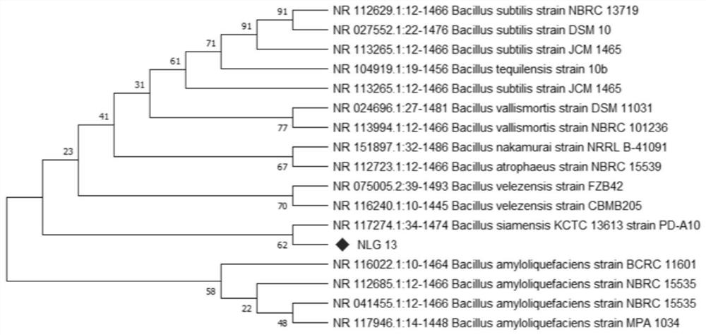 Bacillus siamensis BsNlG13 for inhibiting pyricularia grisea and promoting seed germination and application thereof