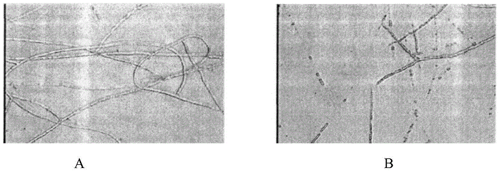 Bacillus amyloliquefaciens DPPG-74 and its use in disease prevention and growth promotion