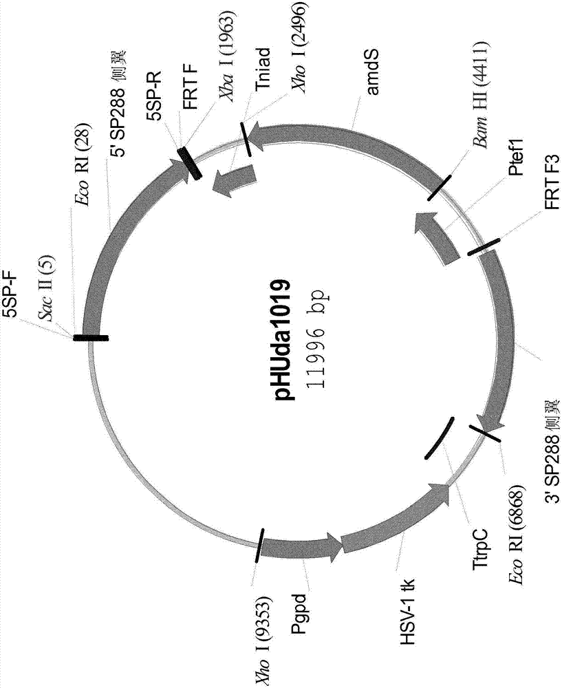 Simultaneous site-specific integrations of multiple gene-copies in filamentous fungi