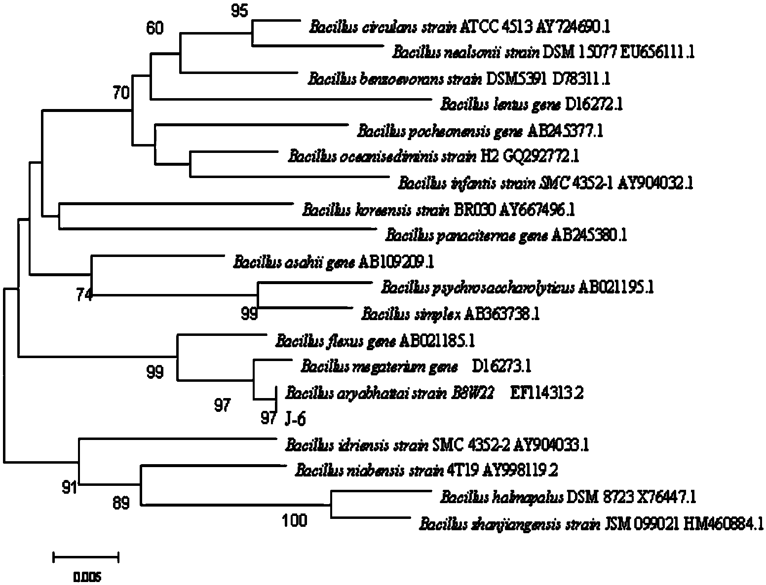 Bacillus aryabhattai and application thereof in preventing and treating tobacco black shank