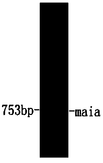 Maleate cis-trans isomerase mutant, and coding gene and application thereof