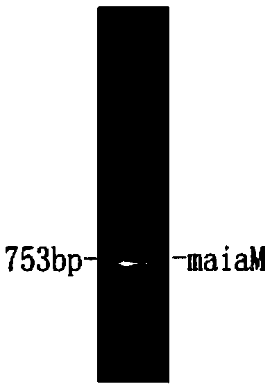 Maleate cis-trans isomerase mutant, and coding gene and application thereof