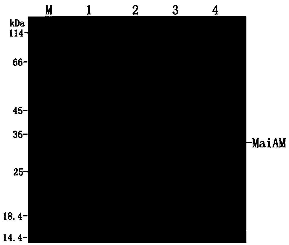 Maleate cis-trans isomerase mutant, and coding gene and application thereof