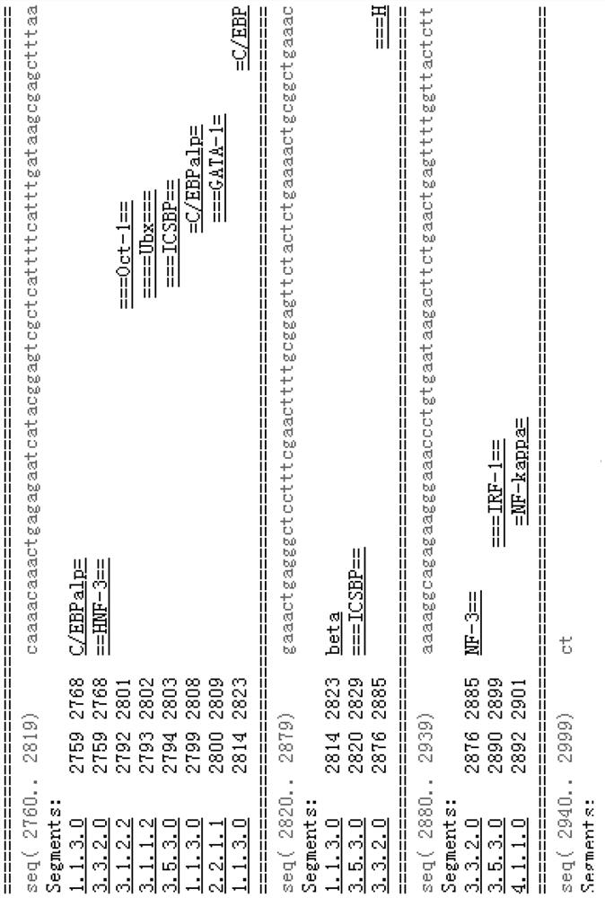 Anguilla japonica transcription factor AP-1 gene promoter and application thereof