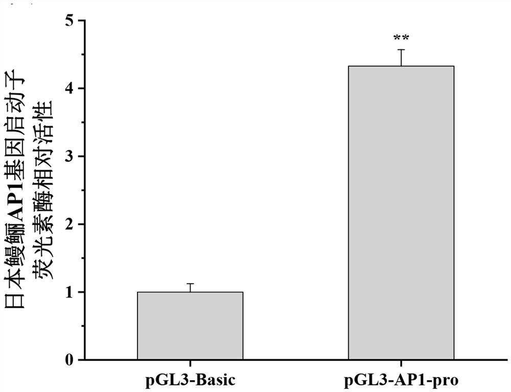 Anguilla japonica transcription factor AP-1 gene promoter and application thereof