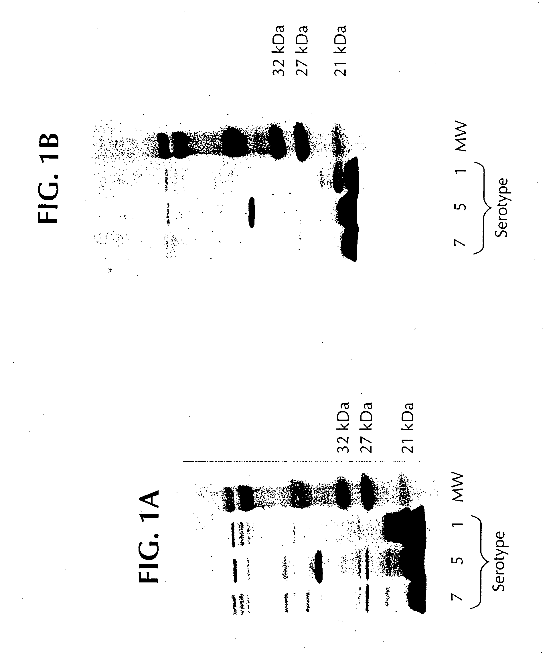 Novel proteins from Actinobacillus pleuropneumoniae