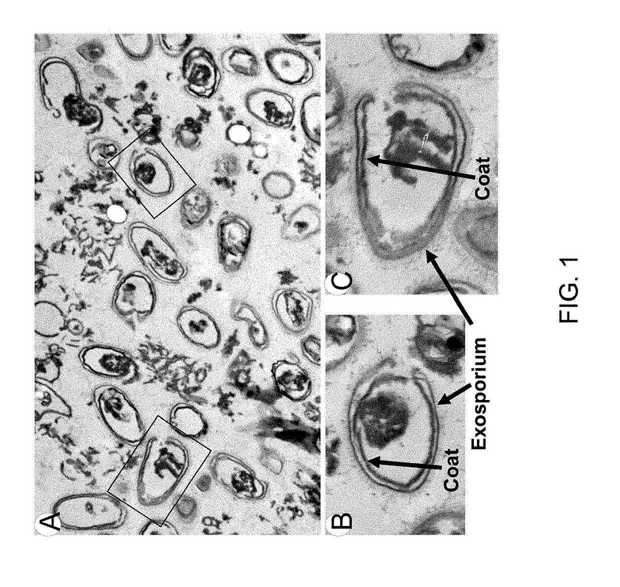 Methods, formulations, and kits for bacterial degradation